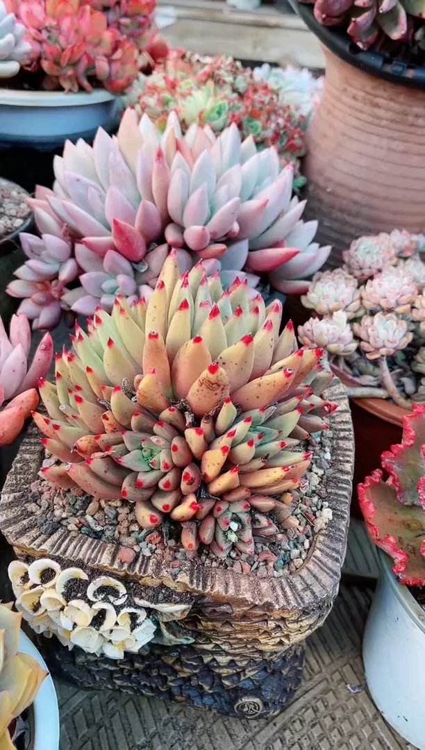 【闪购商品】21145