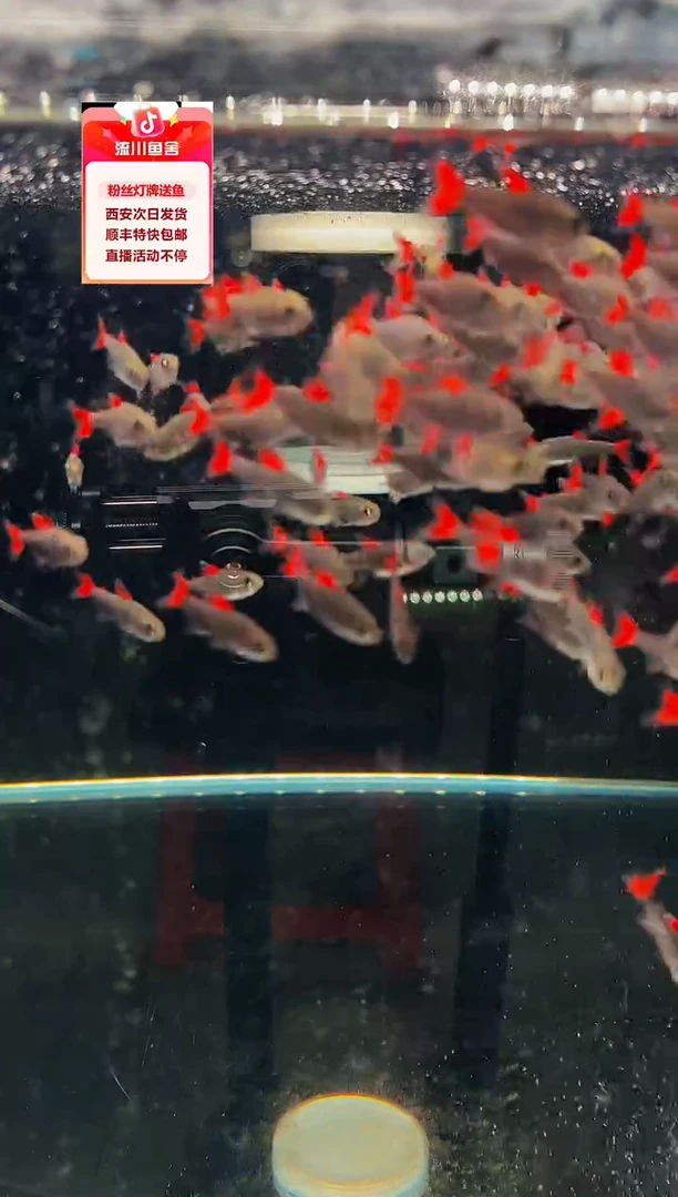 爱****?海克斯科技爆色灯鱼