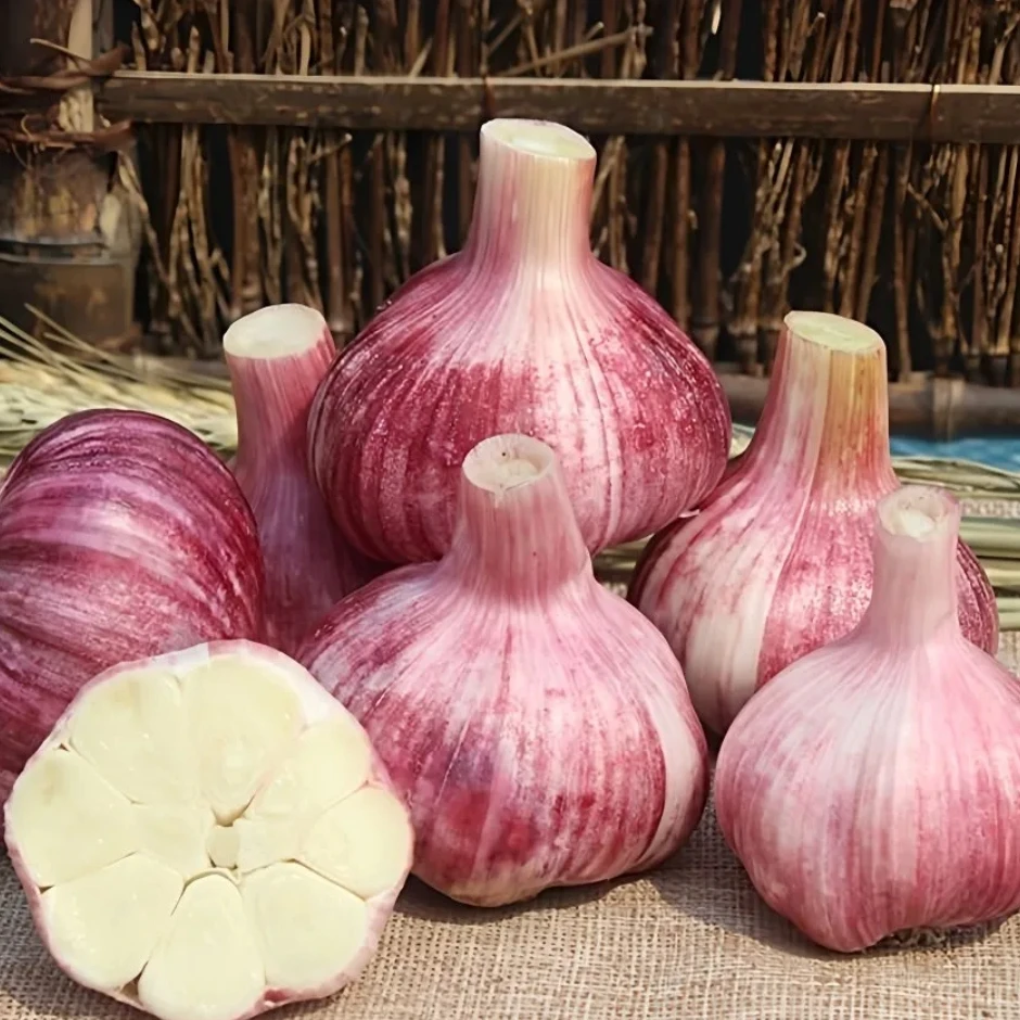 头茬新鲜现挖紫皮红皮多瓣大蒜头湿蒜香辣多汁带少量泥 可腌糖蒜
