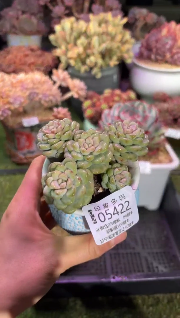 【闪购商品】05422脱土带盆