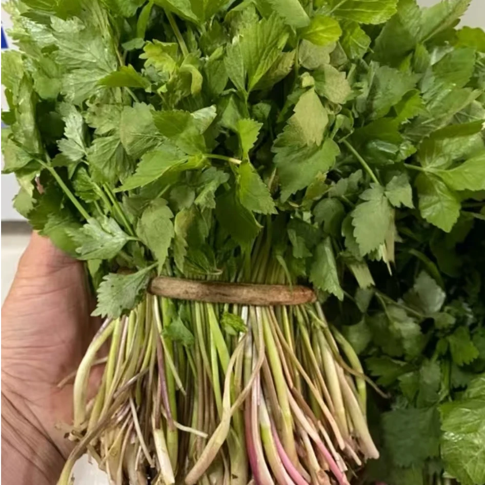 【大叶芹菜种子】香味浓郁芹菜种子四季播种蔬菜种子