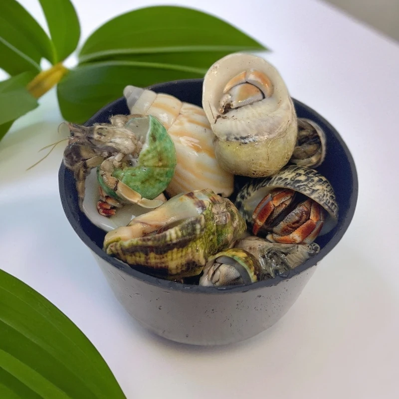 短腕1只+里拉1只+普通灰白1只+深紫1只+外岛灰白1只【共收到5只】