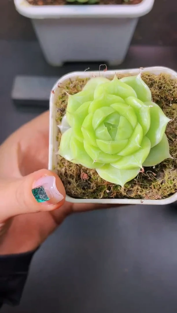 8378  花翡  量拍随机发一个