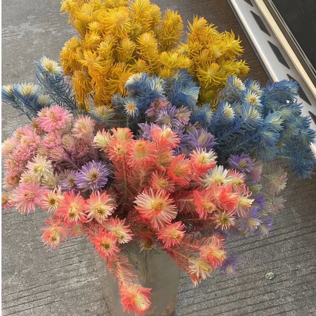 同城甄选精品花材企鹅绒染色金丝绒金鹅绒鲜切花可做干花一扎