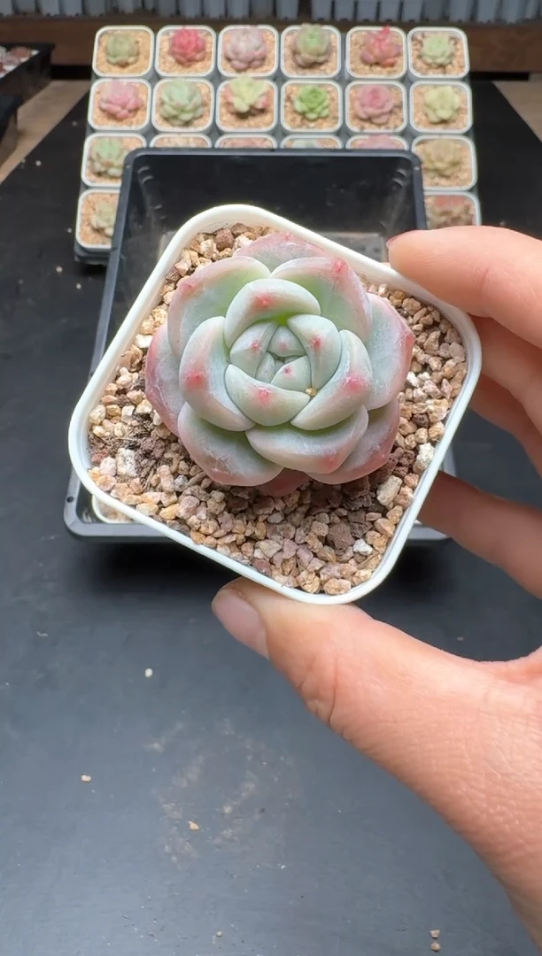 【闪购商品】895C物拍多肉带盆土6.5杯拍3颗包柚