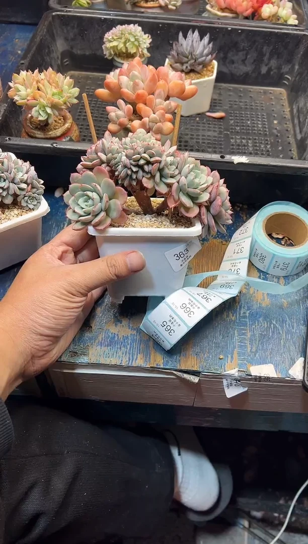 明**纸363            不带盆