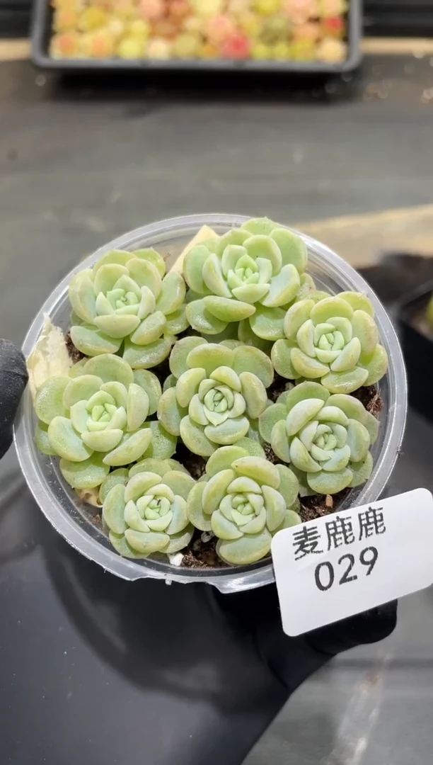 029无尽灯     量拍