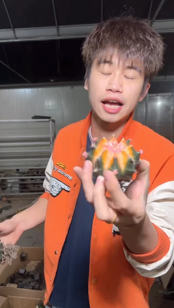 4颗 牡丹锦球【实生根】4-6cm