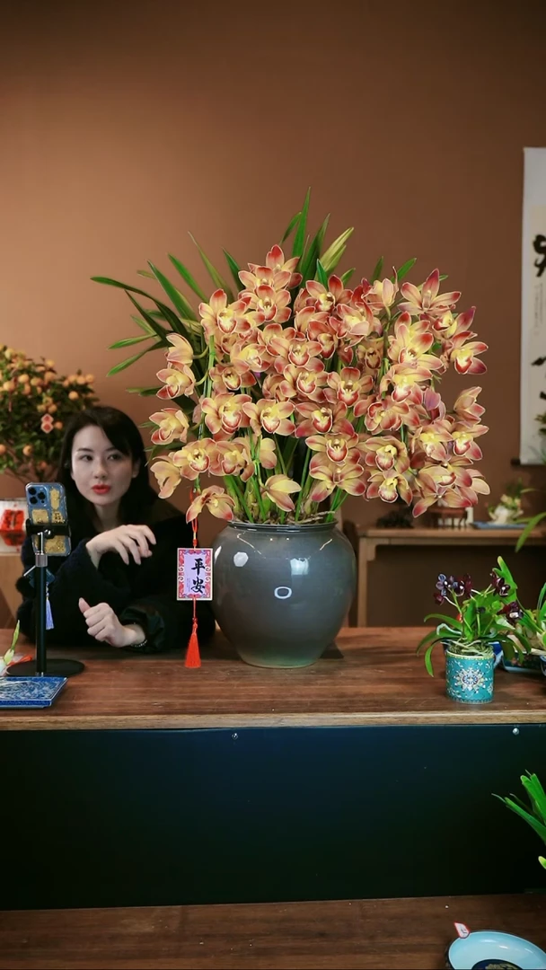 【闪购商品】盆景麒麟拱兰 灰