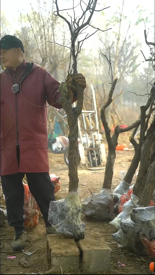 完全开放枣树077