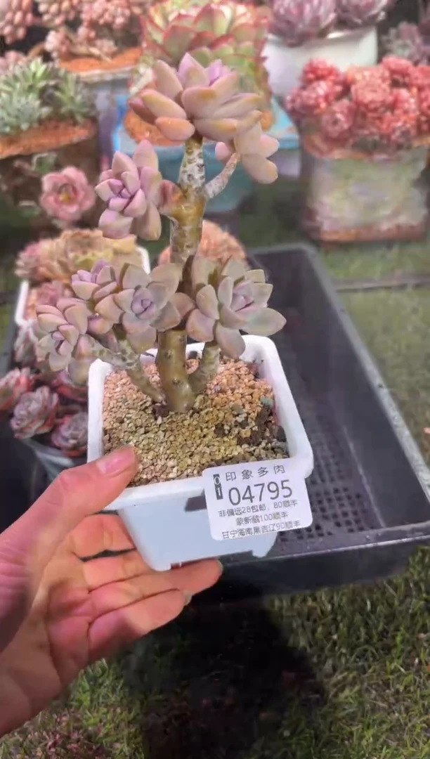 【闪购商品】04795