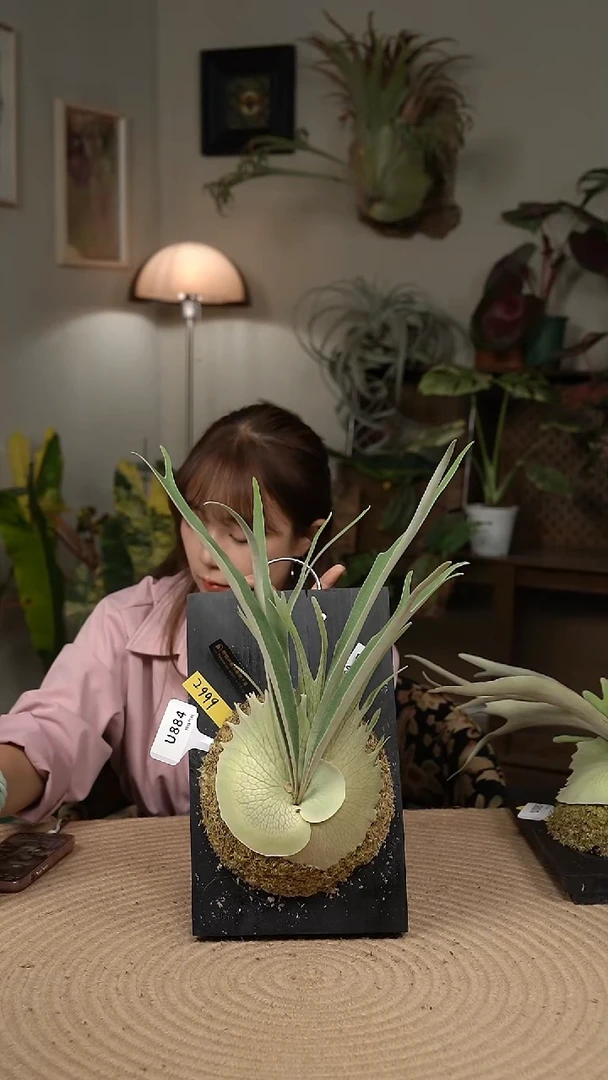 不开花植物U884-野银W孢子苗亚成