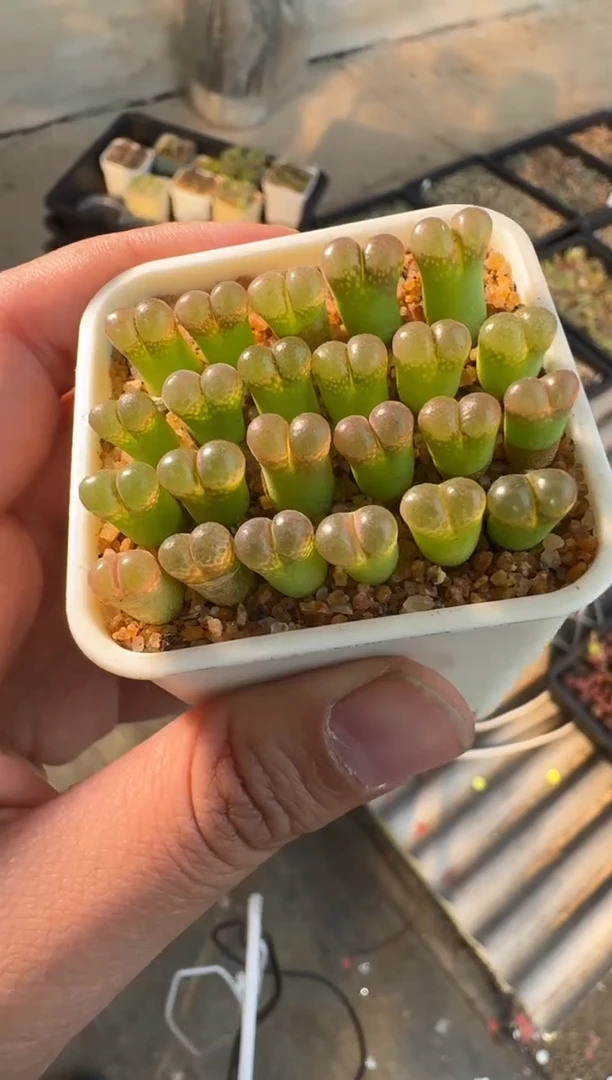 【闪购商品】8-22鲑鱼粉PV1089一颗