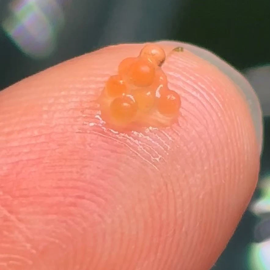 观背青鳉鱼卵小型观赏鱼卵体验繁殖乐趣