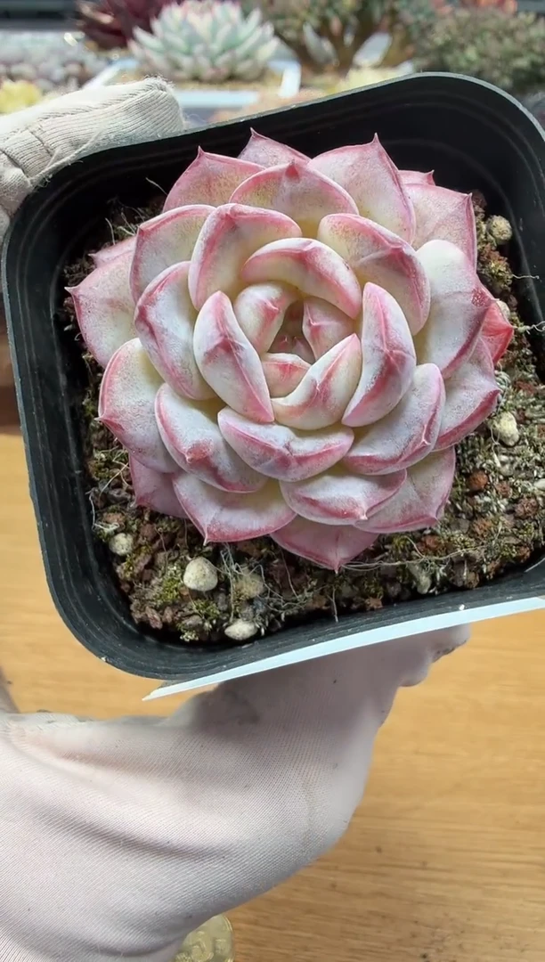 东云多肉园二店-22