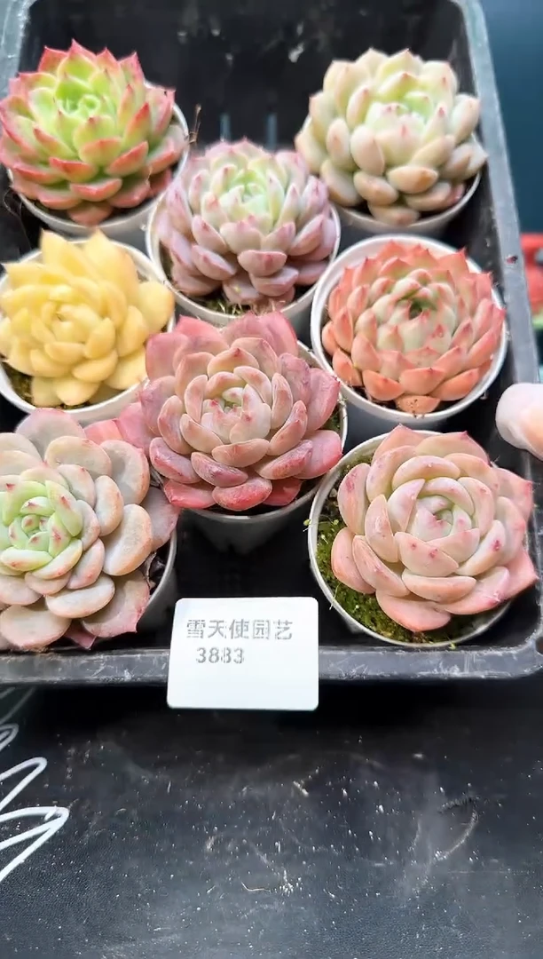 3 883   多肉 8  颗