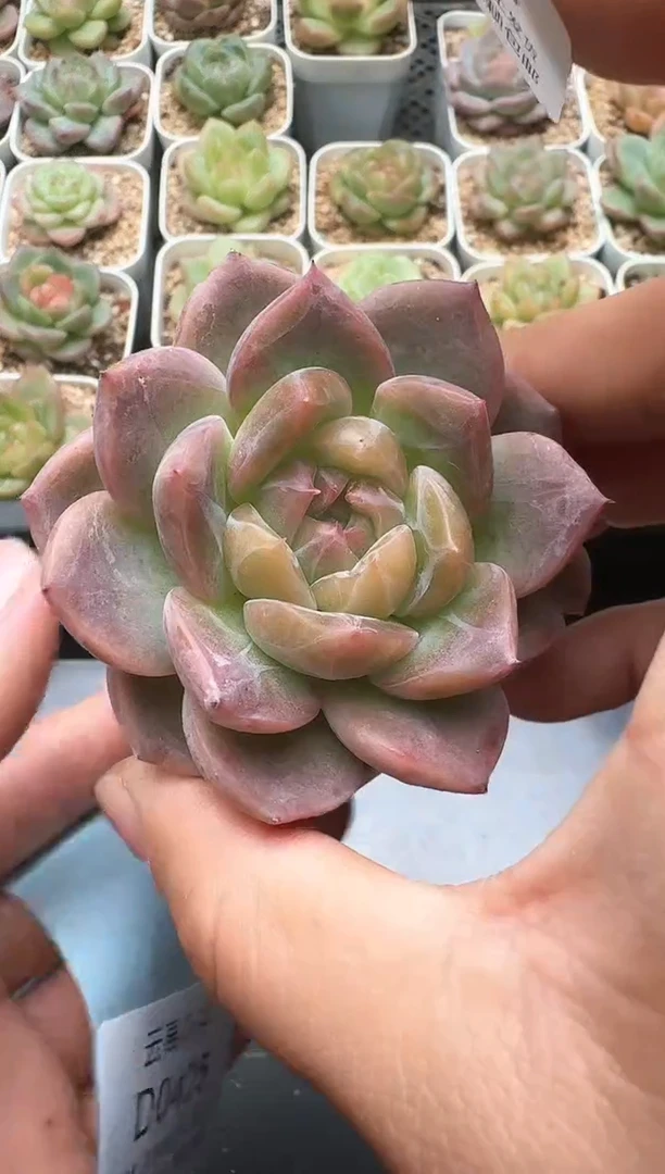 424D云禹多肉植物 带盆土纸巾打包 3颗包邮
