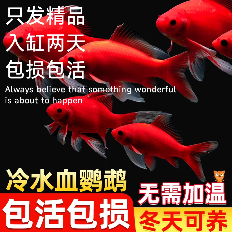 小鱼观赏鱼血红冷水鹦鹉好养耐活葡萄金鱼招财黑眼淡水鱼纯种红鱼