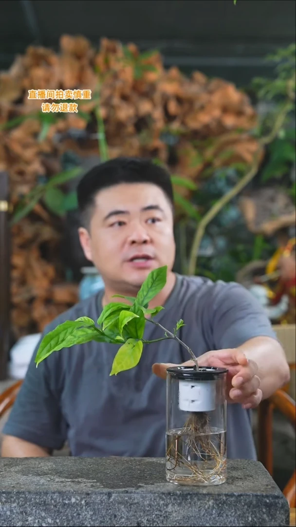 完全开放垂丝茉莉018+