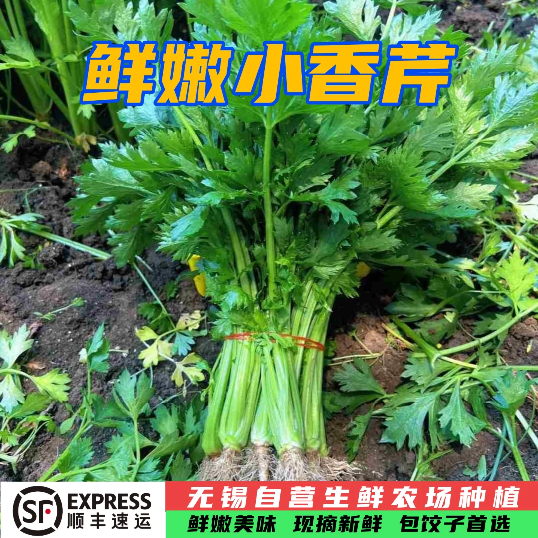 小药芹 香芹菜顺丰包邮 包饺子火锅菜