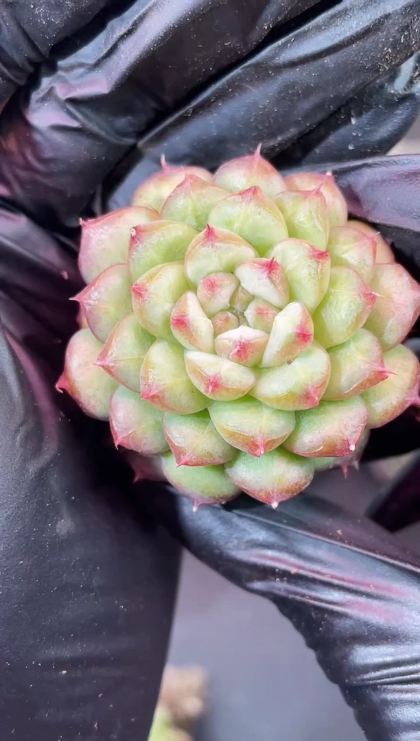 闪购2114  九层妖塔多肉一颗   3.5-4厘米