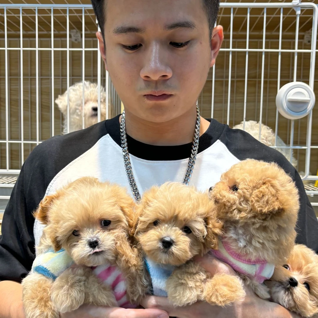 阿祖说宠（ALL STAR PET）臻选马尔泰