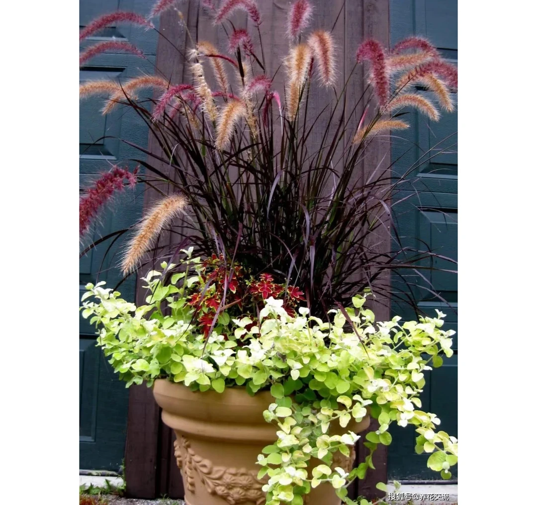 【紫叶狼尾草】1加仑盆栽阳台庭院花境耐旱观赏植物