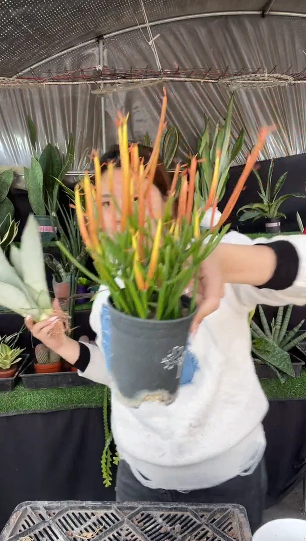 【闪购商品】白玉兰3棵9.9裸根