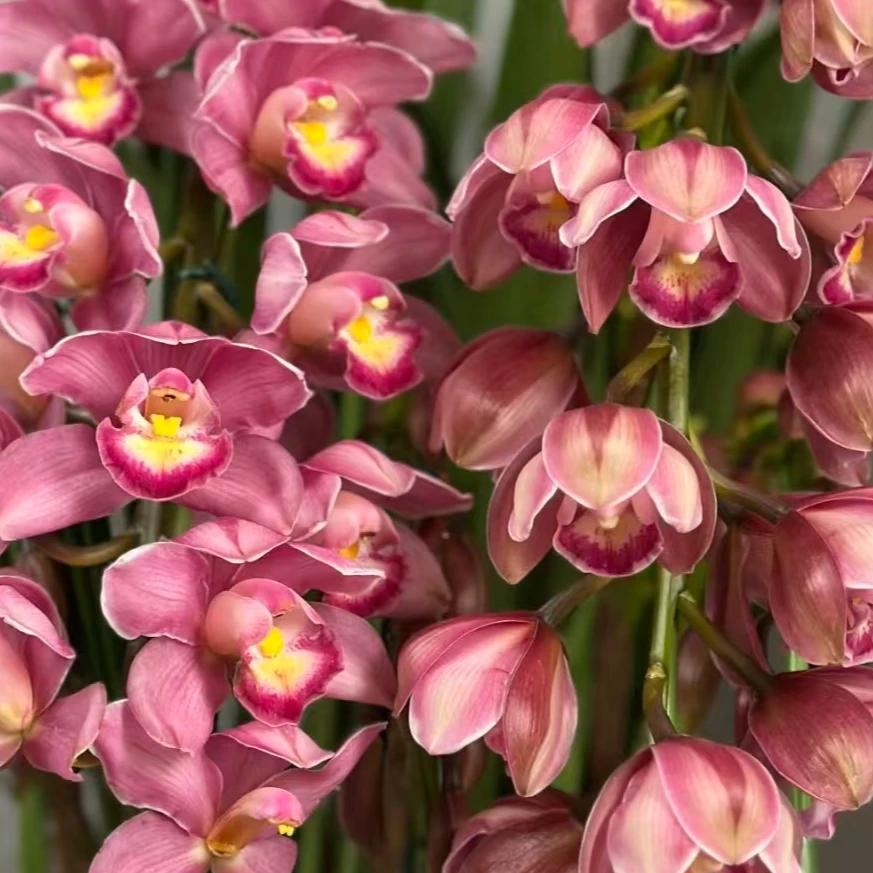 《粉绣球》粉色超级大桌面大花蕙兰高端室内盆栽云南基地直发