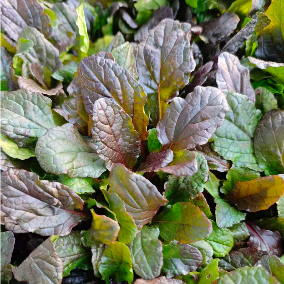 [姬十二单筋骨草] 6盆110口径 大叶黑巧克力宿根耐寒耐热庭院地被