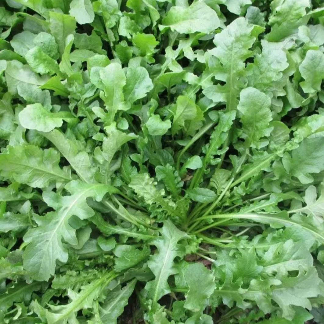 【大叶荠菜种子】农家四季大叶菜种籽使用盆栽荠荠菜种籽