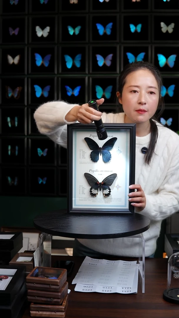 美凤蝶雌雄组合标本摆件