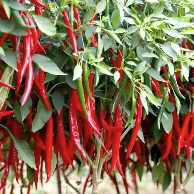 正宗美人辣椒苗秧带土包对版香辣线椒海椒种子四季蔬菜苗高产