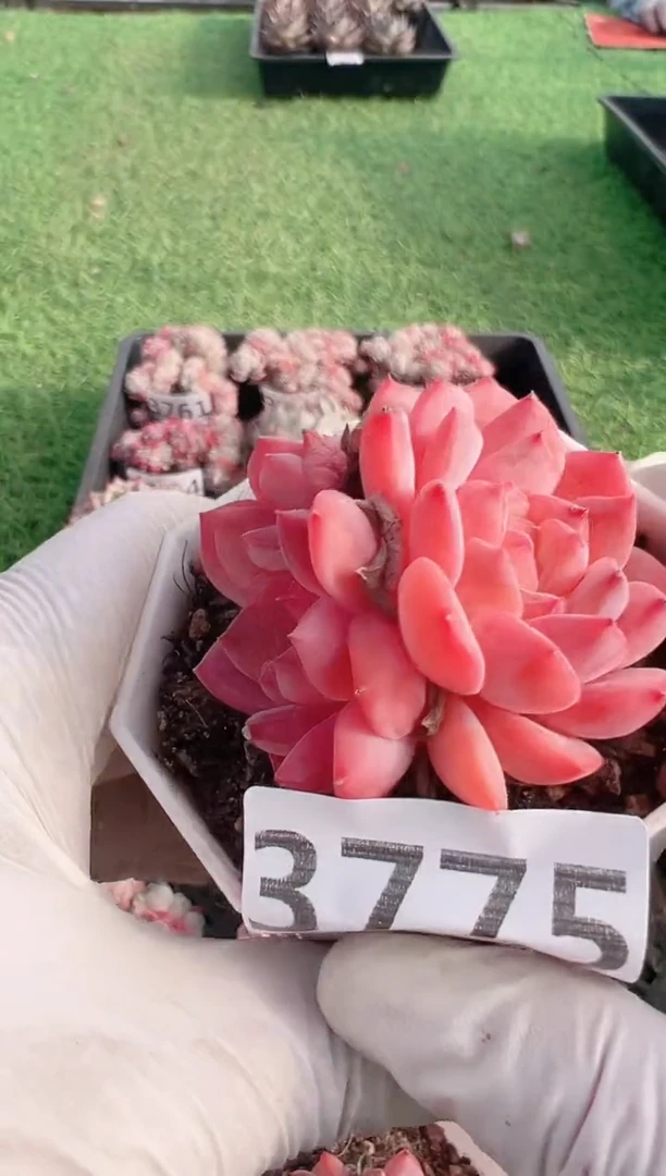 【闪购商品】信福多肉一物一拍