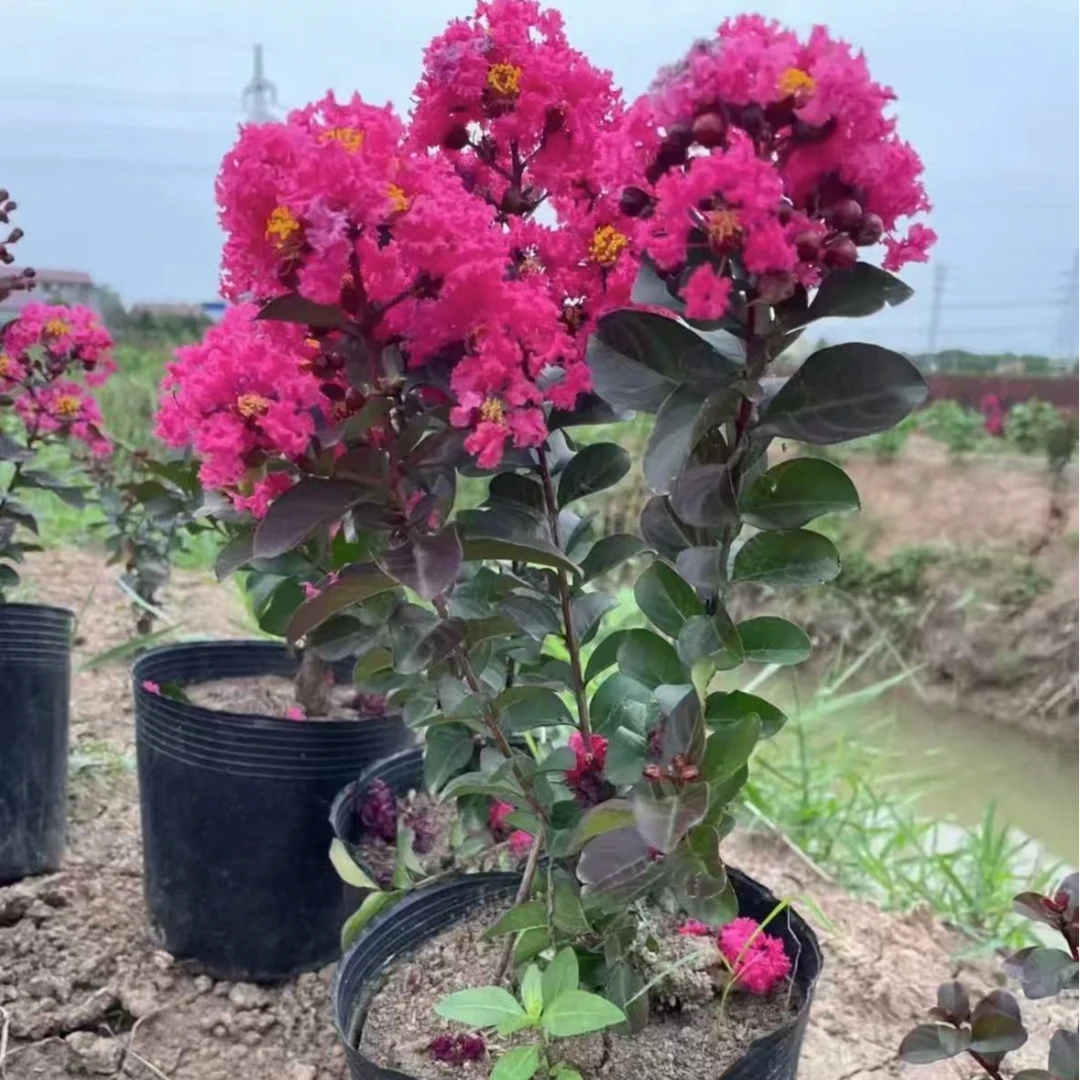 紫薇花花树苗盆栽地栽庭院花卉耐寒绿植带土包邮基地直发樱桃摩卡