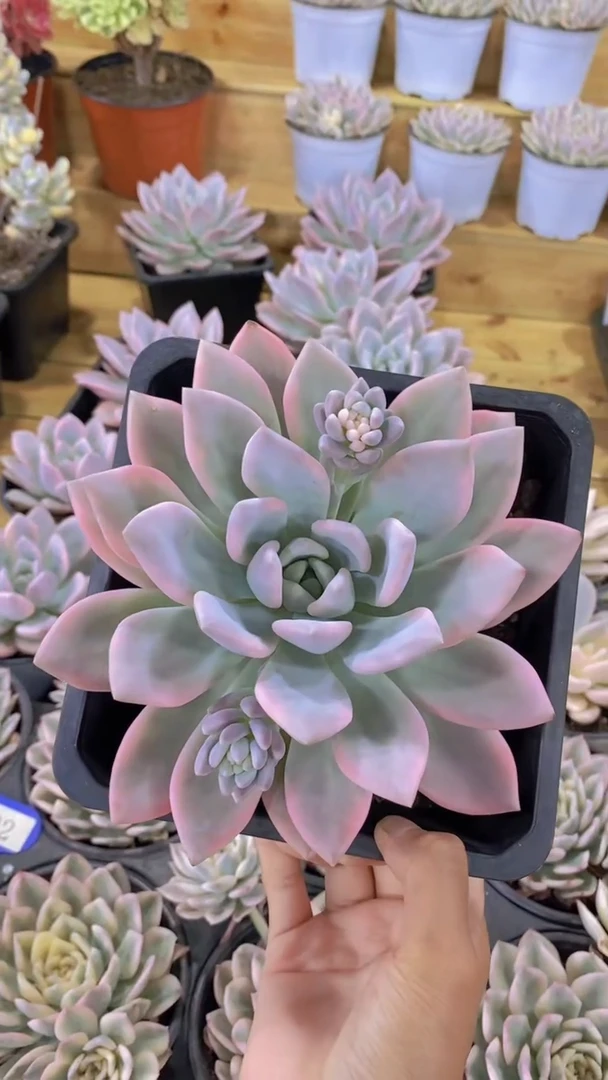 A815-A款奥普琳娜锦母本大黑方脱土发（量拍）