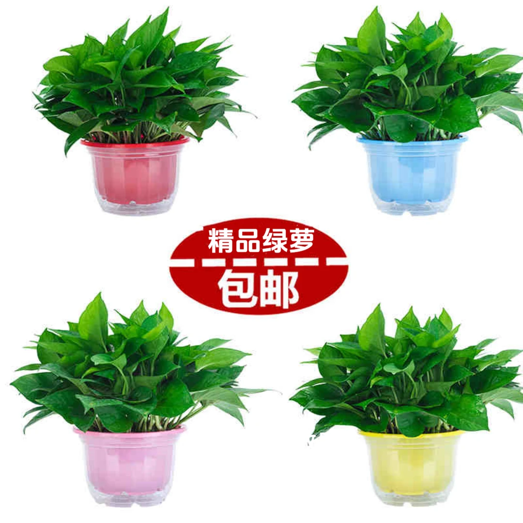 绿萝盆栽净化空气长藤垂吊兰大绿箩场景绿植花卉植物室内吸除甲醛