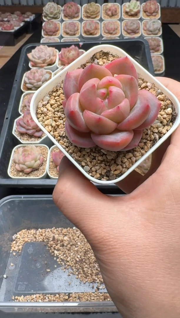 【闪购商品】089A号一物一拍多肉花卉植物拍3颗起发