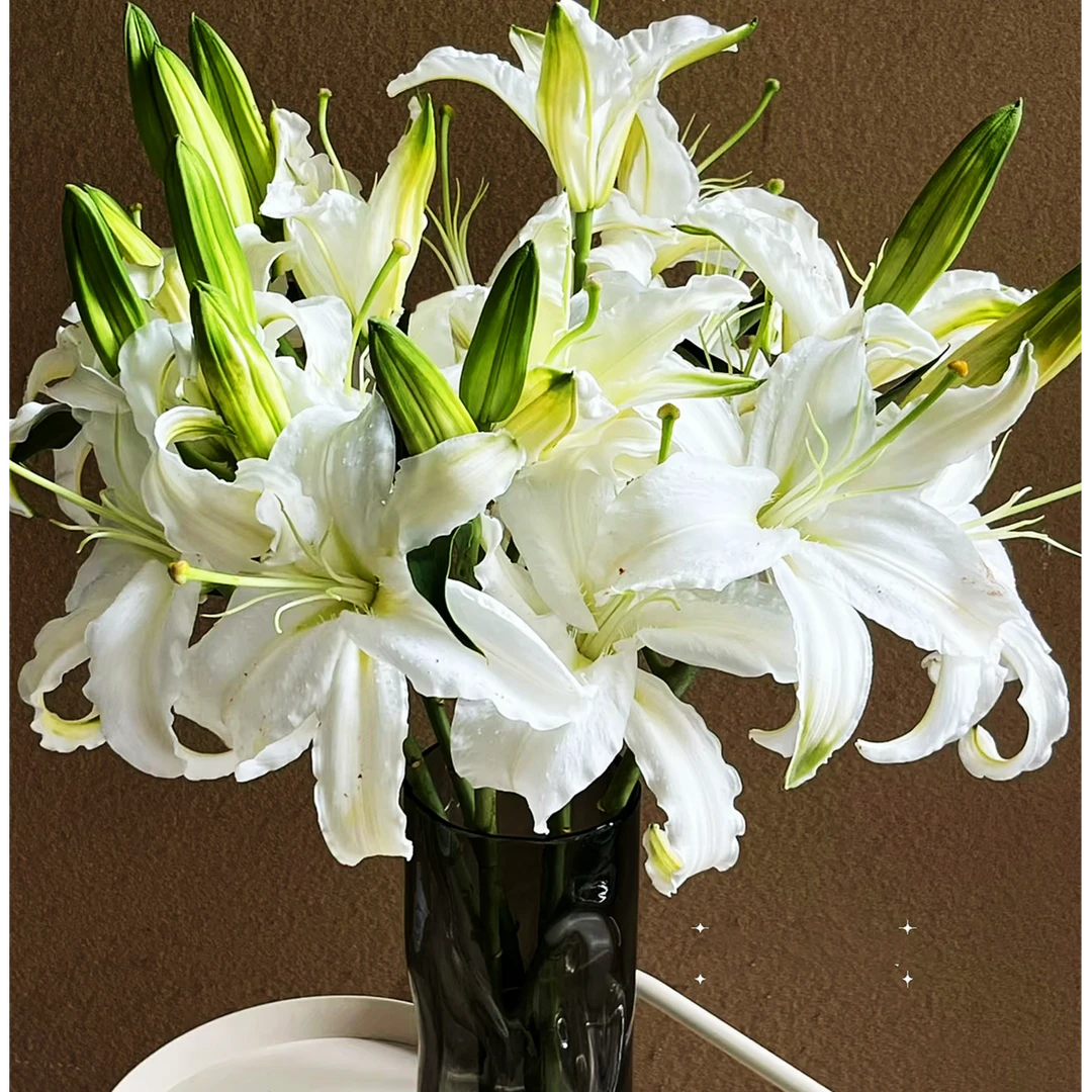 【白色香水百合】5只双头（10朵）白色百合 鲜花生活鲜花