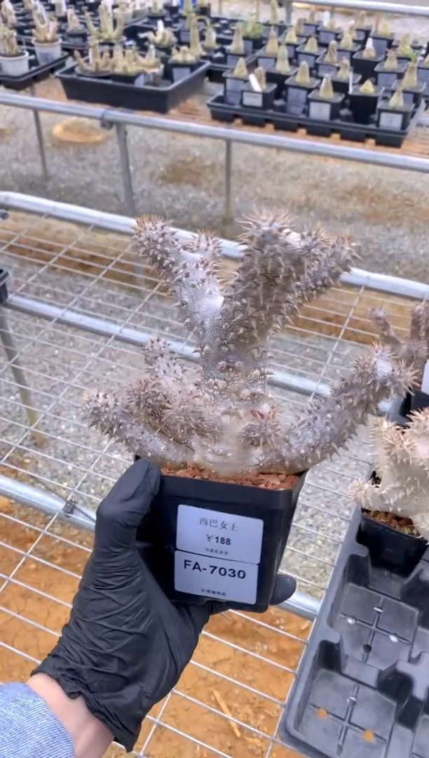 【闪购商品】西巴女王FA-7030