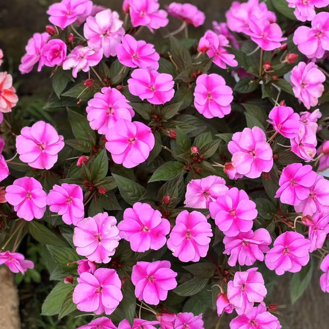 橙红+冰淡紫+桃花粉+甜心粉桑贝斯大花凤仙 爆花多年生花卉