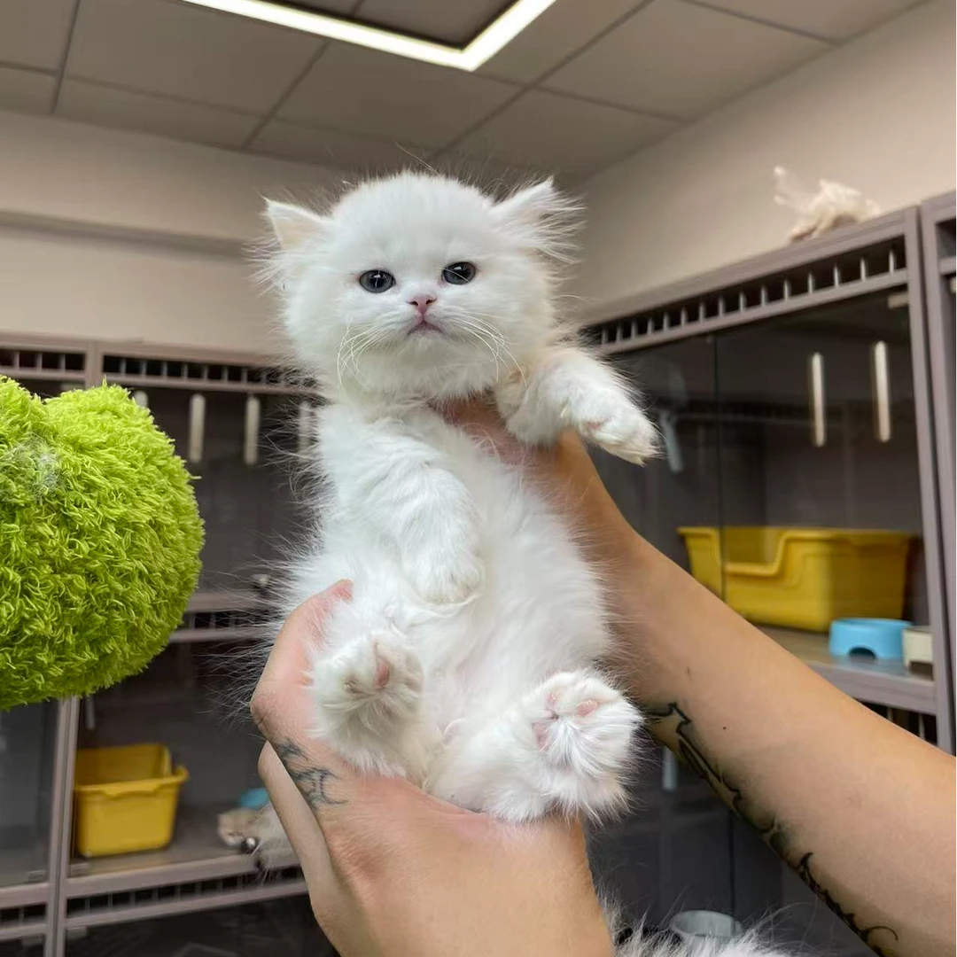 大嘴精品猫【纯白拿破仑妹妹】