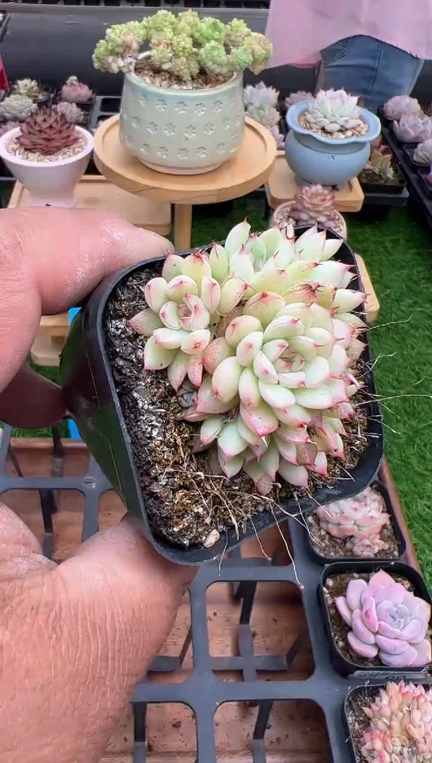 东云多肉园二店-101