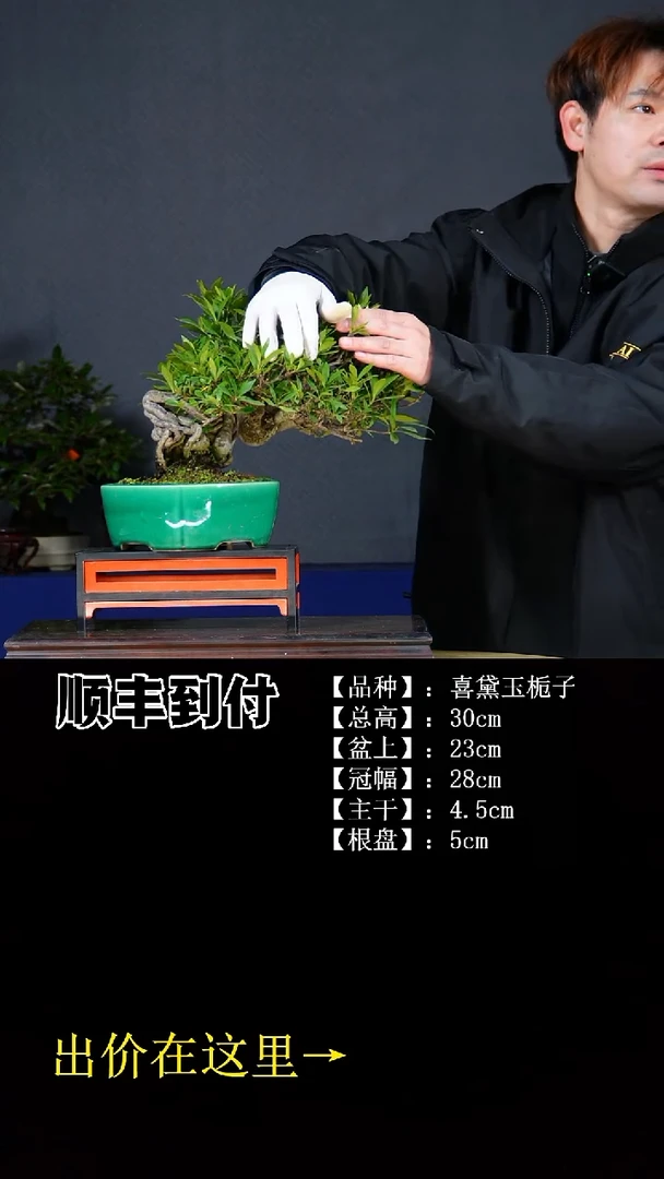 无花朵喜黛玉栀子