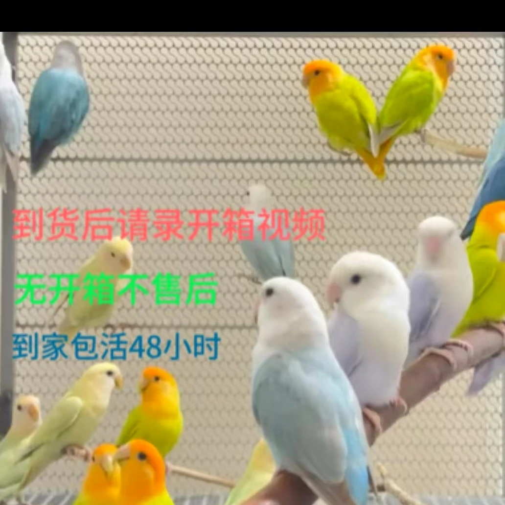 手养牡丹鹦鹉雏鸟宠物鸟（直播链接一物一拍）已验性别