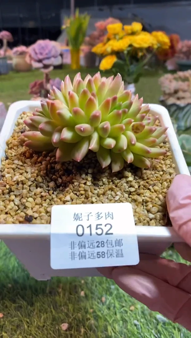 【闪购商品】0152a