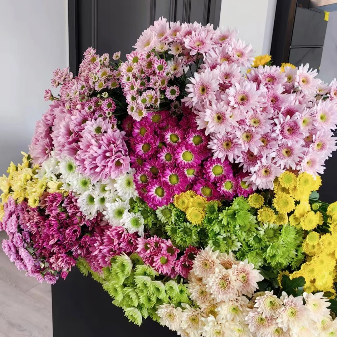 A级稀有多头小雏菊
