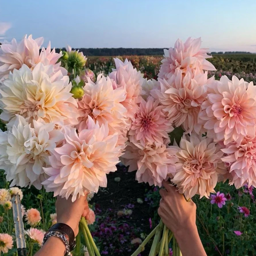 大丽花球根 多年生球根花卉 室内庭院阳台年年开花 大丽花种球