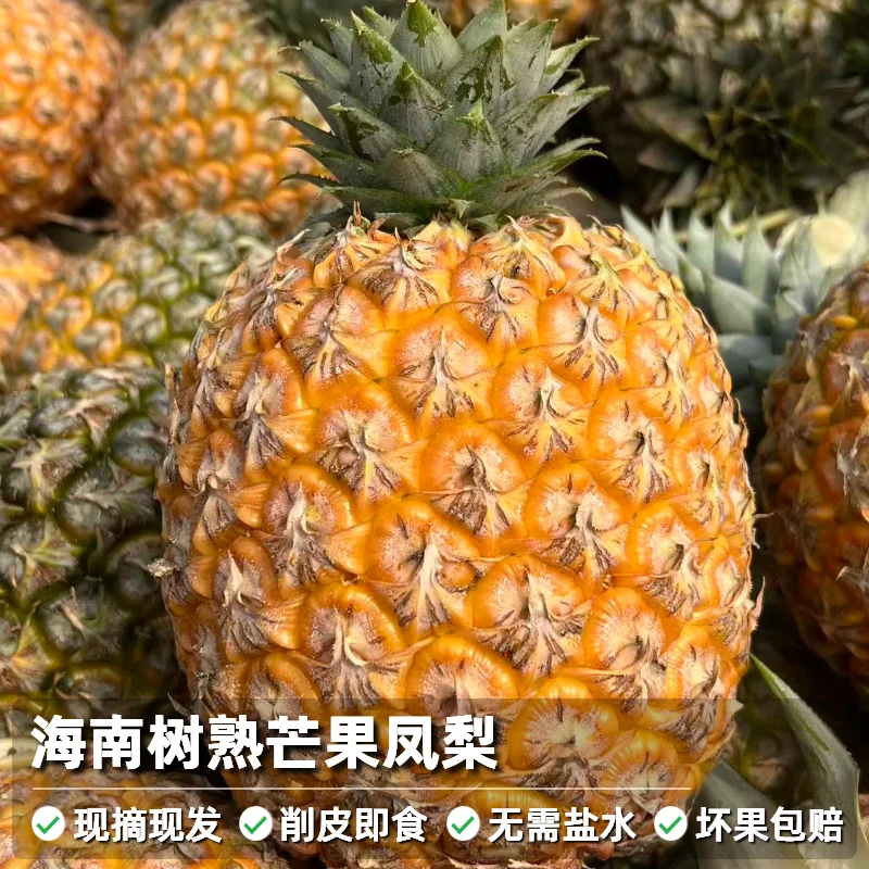 【海南树熟芒果凤梨】2025年鲜果 自带芒果凤梨香味 香甜多汁