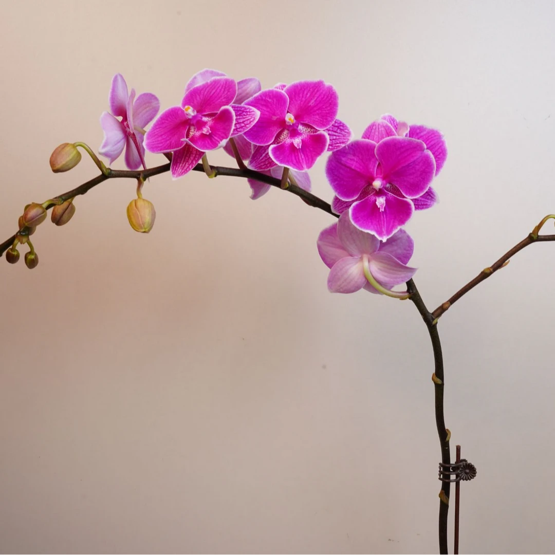 朝暮里蝴蝶兰爆花机器【红豆】（3.0寸)带花带花苞开花珠发货